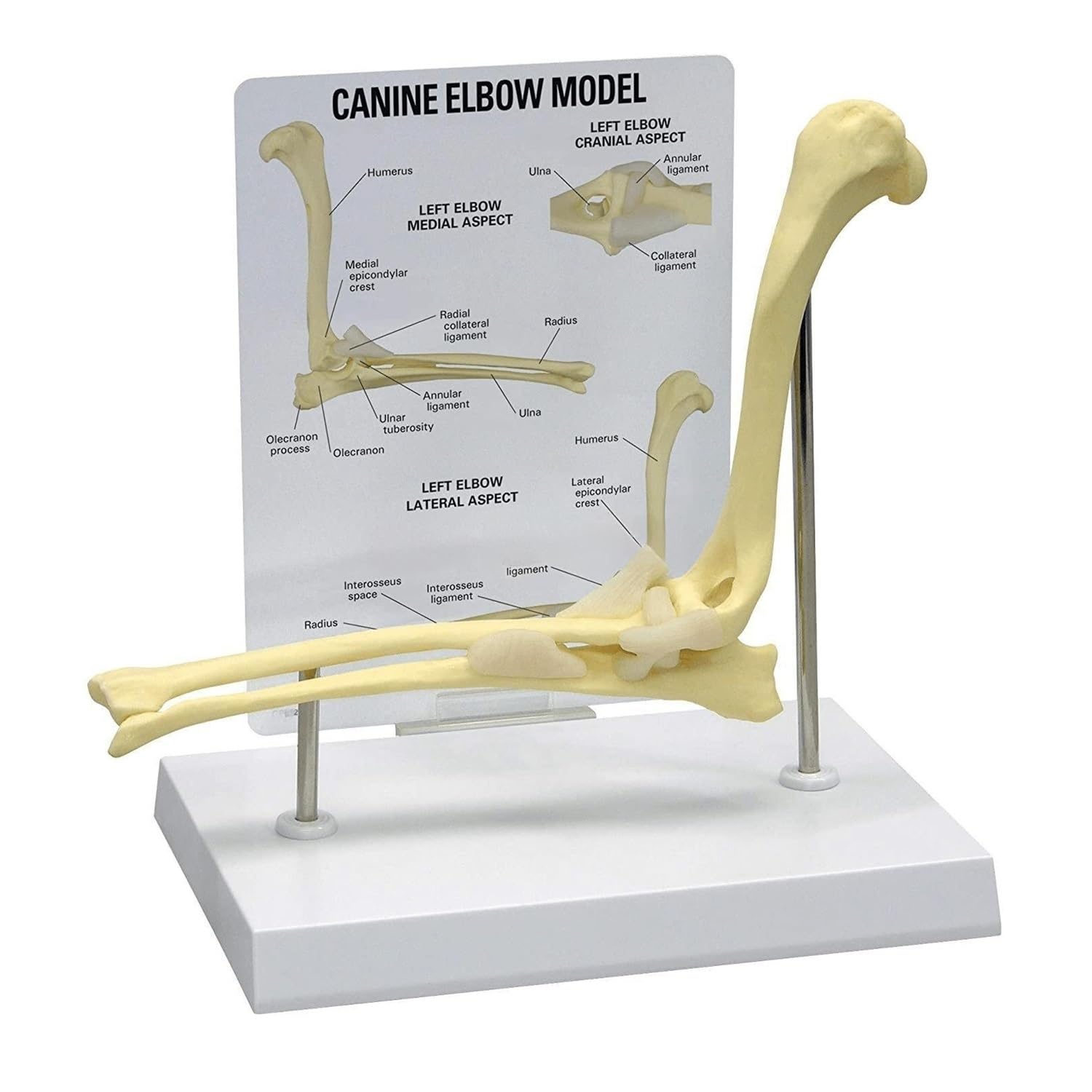 1pc Elbow Joint Model, Animal Body Anatomy Replica of Normal Dog Elbow, Teacher Office Educational Tool Anatomicals