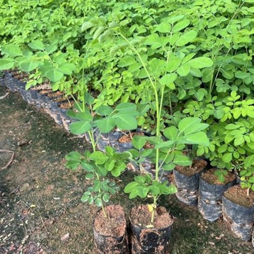 Semillas de moringa para plantar orgánicas comprar, interior moringa perennes resistentes semillas jardín resistentes 5pcs