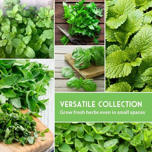 Indoor Herb Seeds Variety Pack | 10 Herbs for Planting – Basil, Mint, Parsley, Cilantro, Thyme, Dill, Chives, Oregano, Lemon Balm, Marjoram – Kitchen Garden Gift Set – Survival Garden Seeds - Image 5