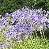 250 piezas Agapanthus Blue Seeds - Semillas de flores silvestres Lirio africano de flores silvestres, Agapanthus Africanus, Lirio del Nilo, Semillas de bonsái Plantas de jardín
