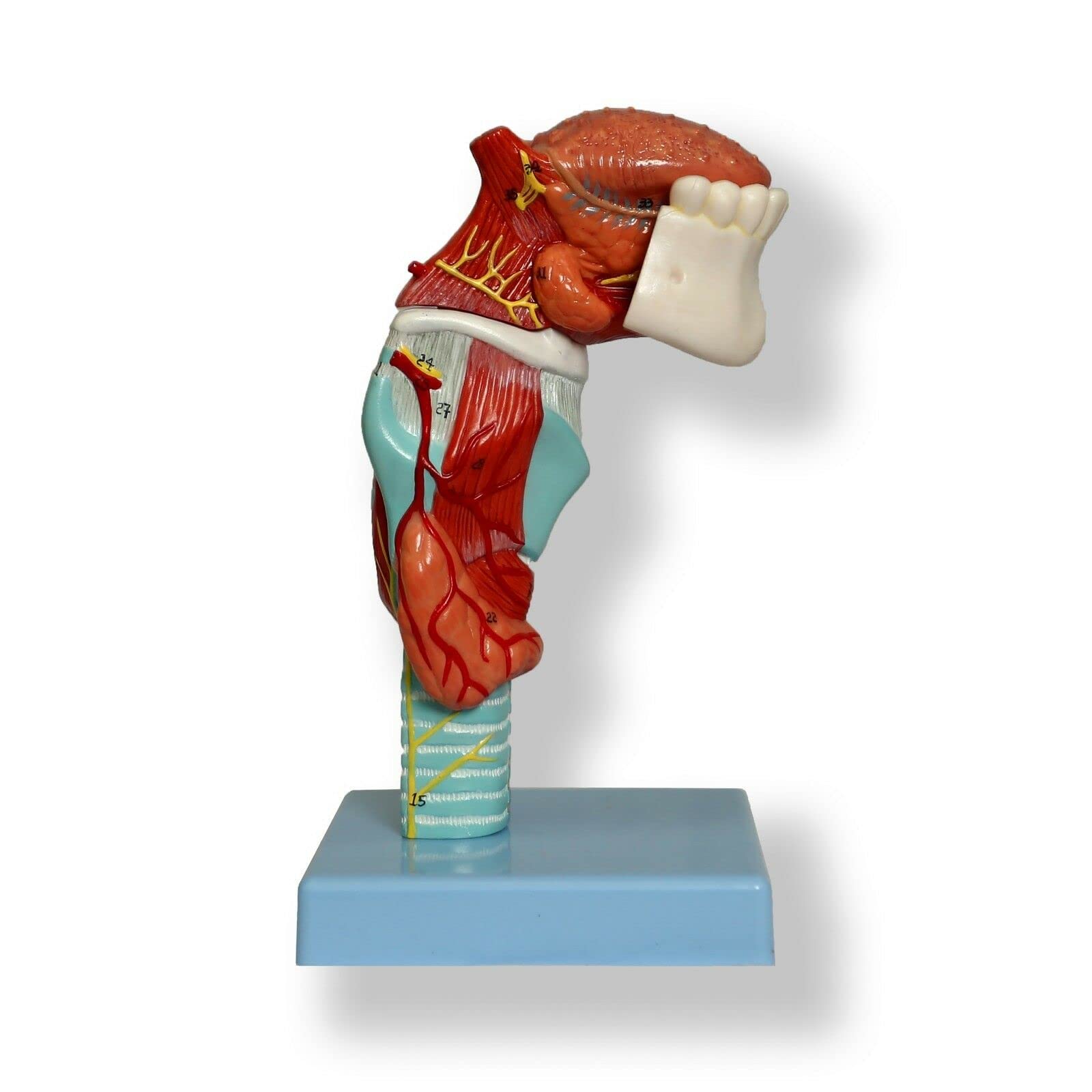 Buy Human Larynx with Tongue and Lower Jaw Model Medical Anatomical