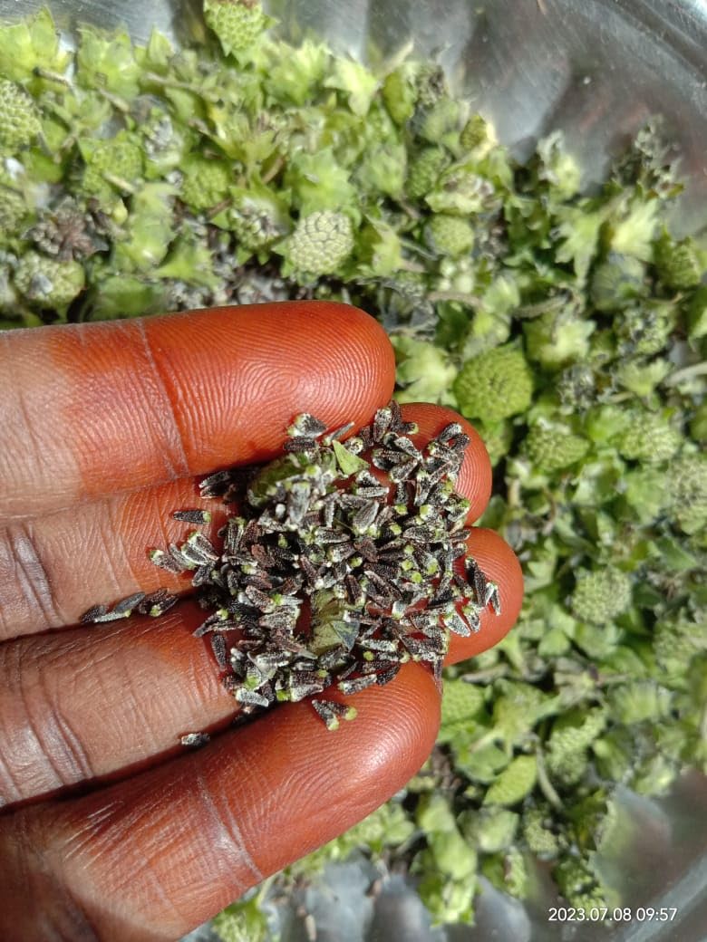 Bhringraj/False Daisy/Karisalankanni Plant Seeds - 100 Nos (B0CBJT261V) Amazon Price History, Amazon Price Tracker
