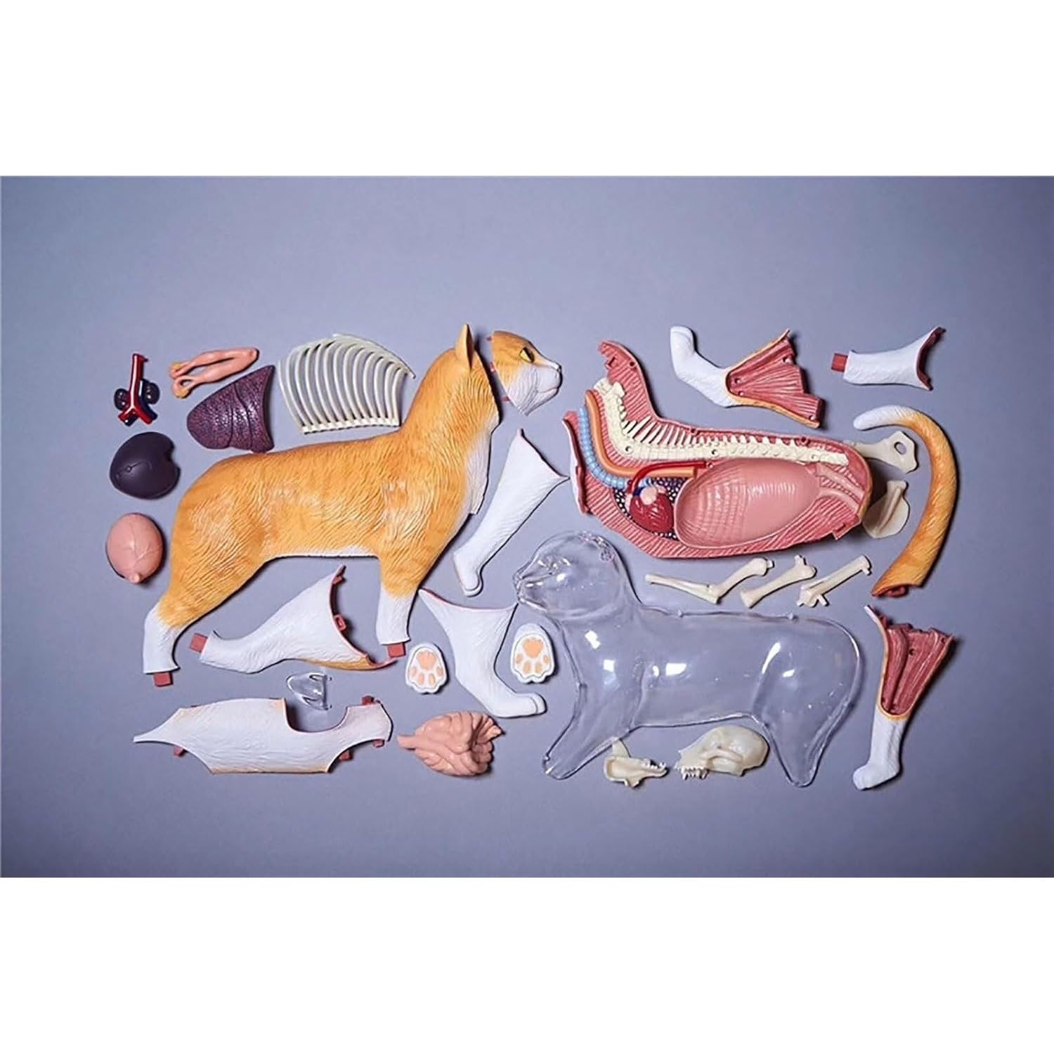 Modelo de anatomía de órganos internos de Gato calicó 4D, Kit de Esqueleto y Modelo anatómico de Gato atigrado Naranja - Coleccionable de Calidad con órganos y Partes del Cuerpo Totalmente