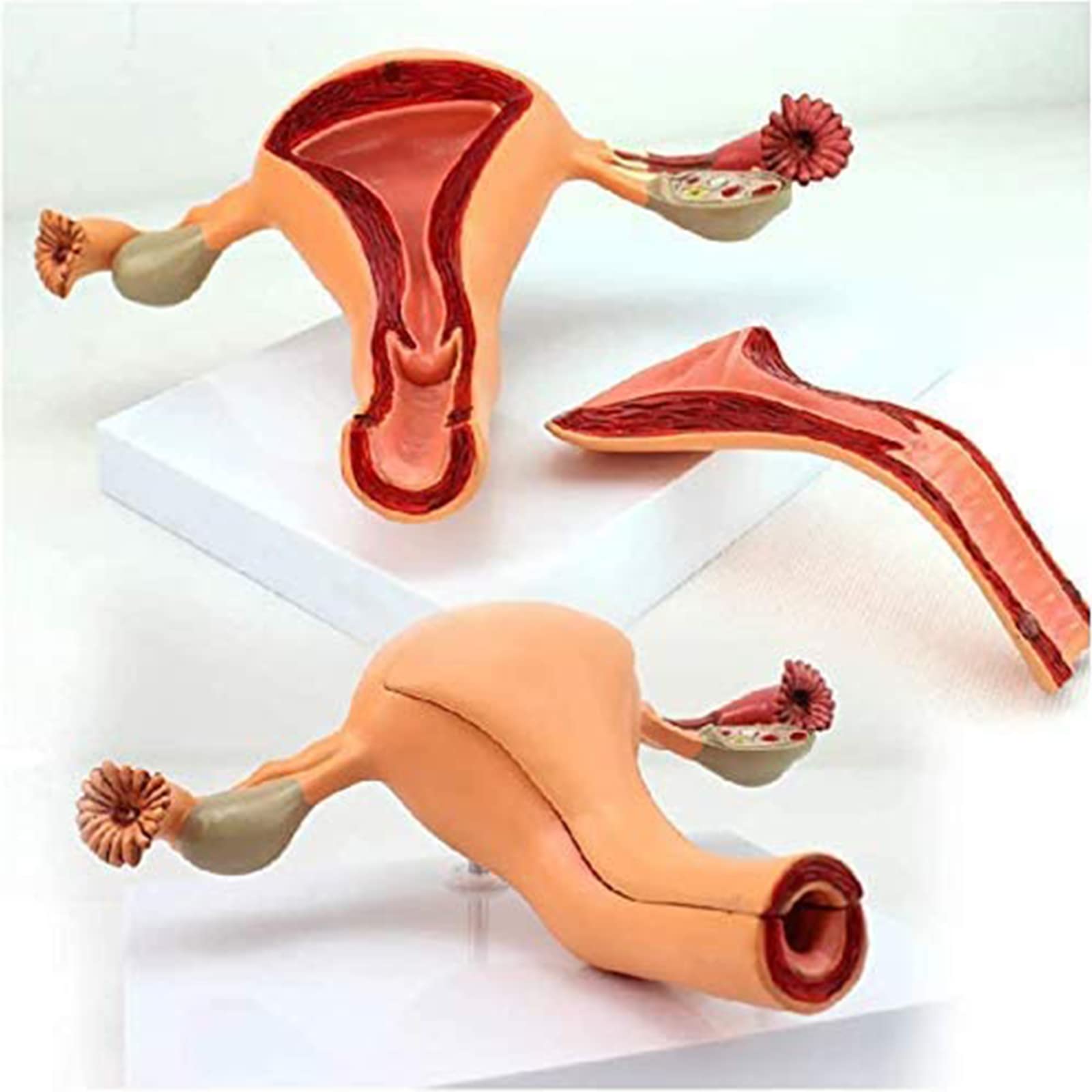 anatomisches Modell, Anatomisches Modell des Gebärmutter-Ovars, Modell Medizinische Lehren, fortgeschrittene mütterliche Struktursimulation für medizinische