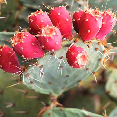 6 Live Prickly Pear Cactus Cuttings, Prickly Pear Cactus Plants, Prickly Pear Not Plant, No Root For Growing #TOP3