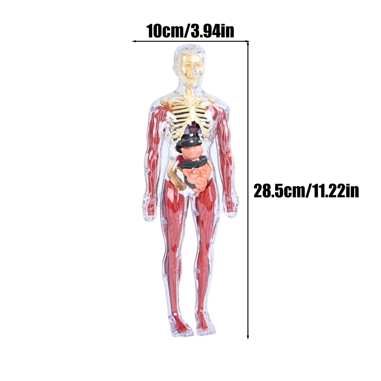 Interaktywny model anatomiczny, zabawka do nauki o ludzkim ciele, edukacyjna figurka 3D z wyjmowanymi organami, miękki model anatomiczny, pomoc edukacyjna z elementami wizualnymi, zabawka do nauki lud