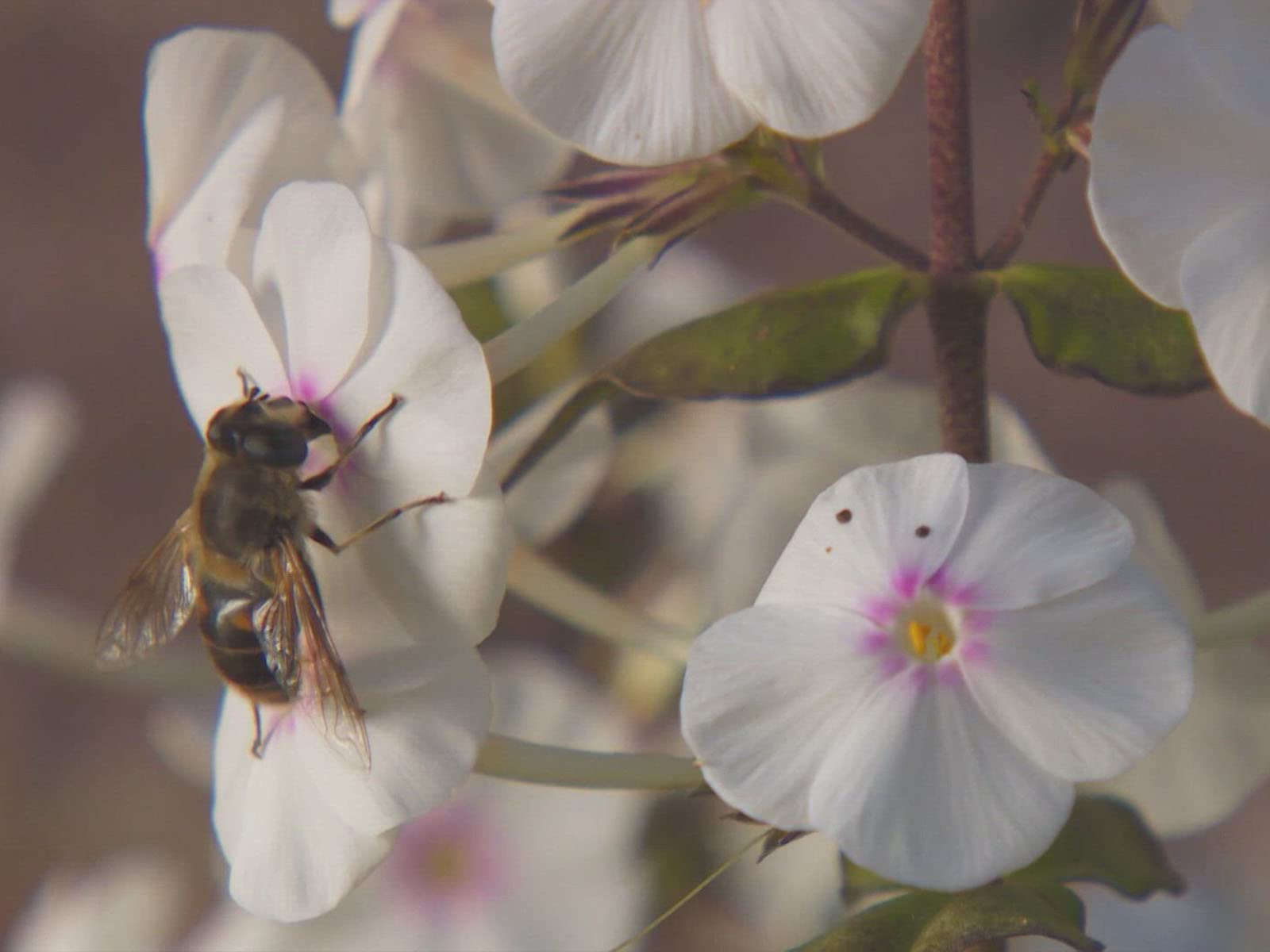 Watch Gardeners' World Season 2 Prime Video