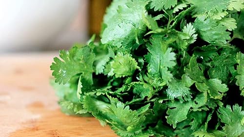 Miniatura 2 de Gaea's Blessing Semillas – Semillas de cilantro – Semillas de reliquia sin OMG con instrucciones fáciles de seguir – Heirloom de cilantro de ocio