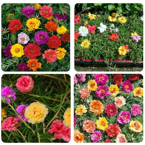 10000+ Portulaca Grandiflora Moss Rose Seeds Mixed Color Spreading for Planting Mexican Sun Rose Rock ROS Heat & Drought Tolerant Ground Cover Plant