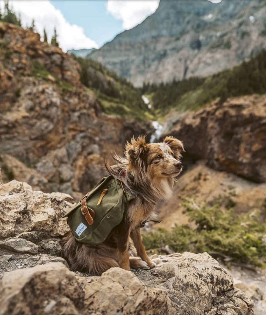 wolf republic dog backpack