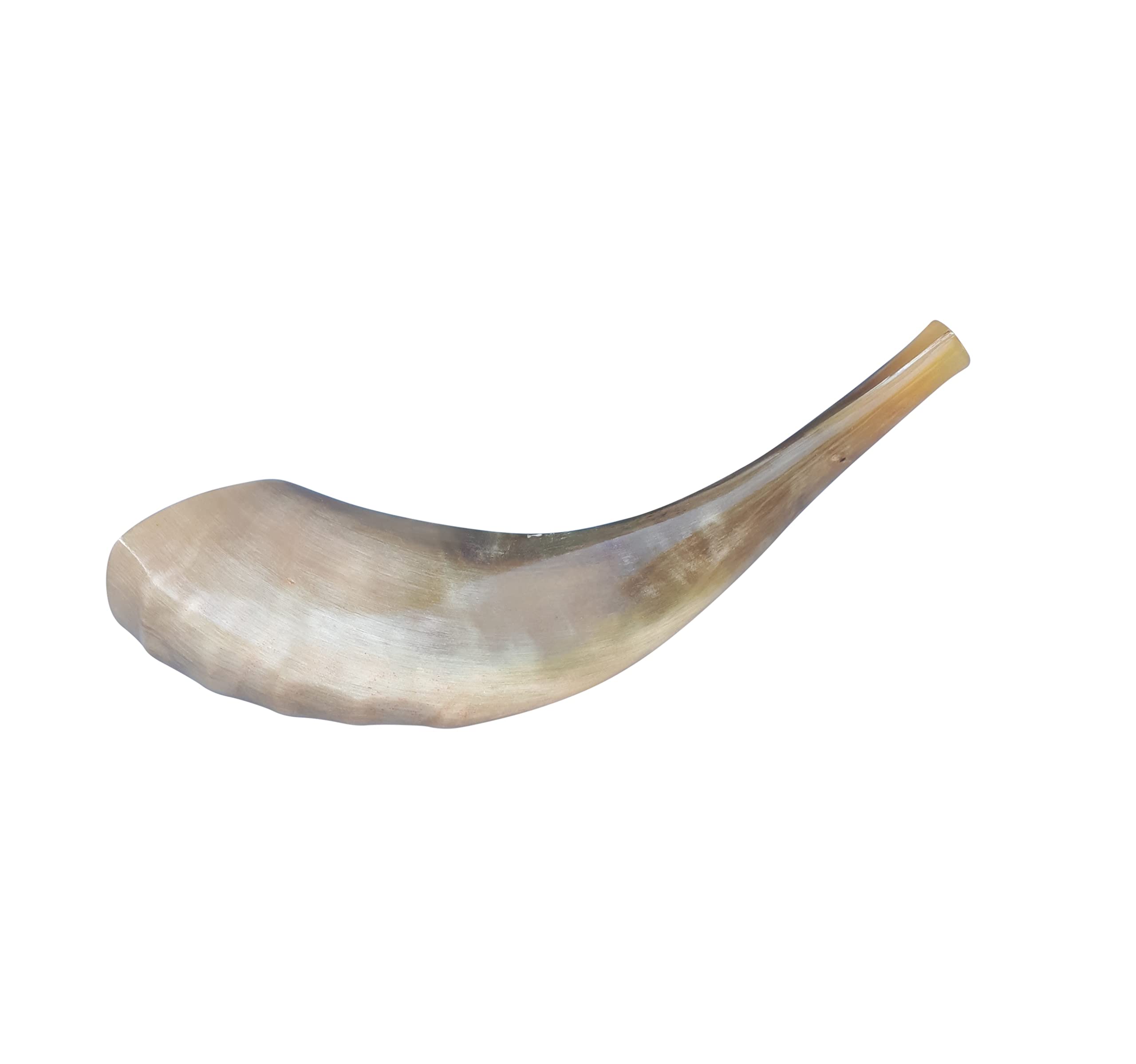 Amen Judaica corne de bélier shofar polie 12-14 pouce