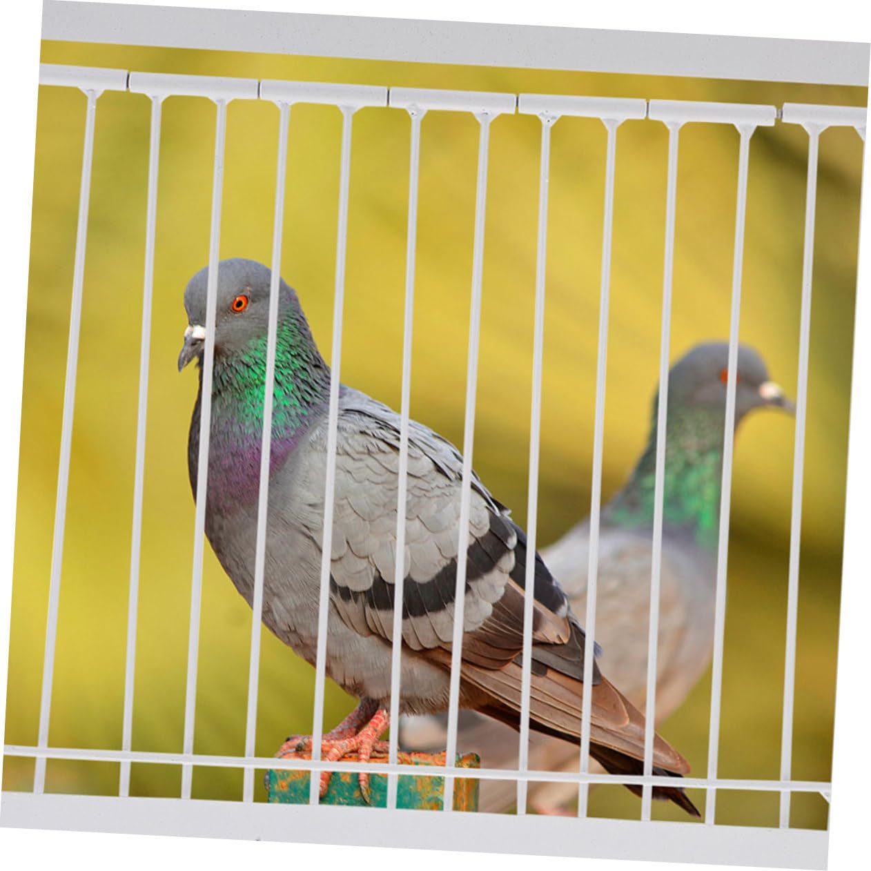 Puerta de Metal para Aves de Carreras, 2 Piezas en Color Claro | Actividad Reforzada, para Entrenamiento y Vuelo, Uso en Aves, Larga Vida Útil