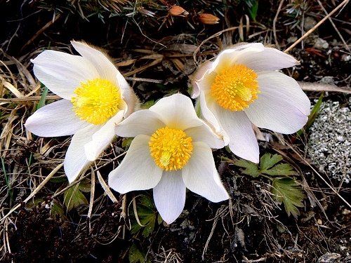 Amazon.com : White Pasque Flower seeds - Anemone pulsatilla : Patio, Lawn &  Garden