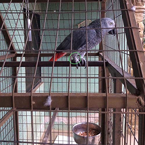 ebamaz Edelstahl Papageien Fußkette für kleine mittelgroße und große Vögel für Haustier-Training(Nr. 12 (11,5 mm))