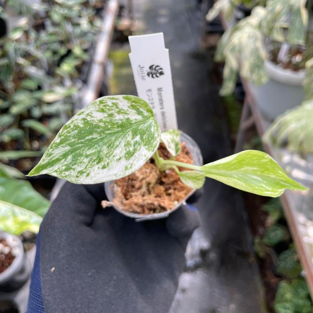 I1 モンステラ デリシオーサ ミント 組織培養苗 順化済み ネコポス 5