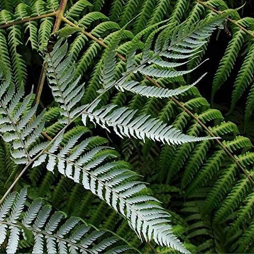 ScoutSeed Cyathea Dealbata - 50 Seeds/Spores - Silver Tree Fern