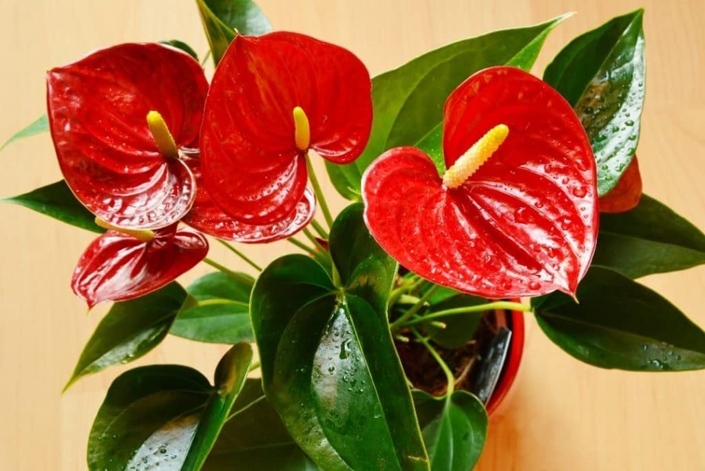 Creative Farmer Air Purifier Plant Anthurium Red, 10 Cm Pot Indoor Aglaonema  (Balcony Healthy Live Plant) : Amazon.in: Garden & Outdoors