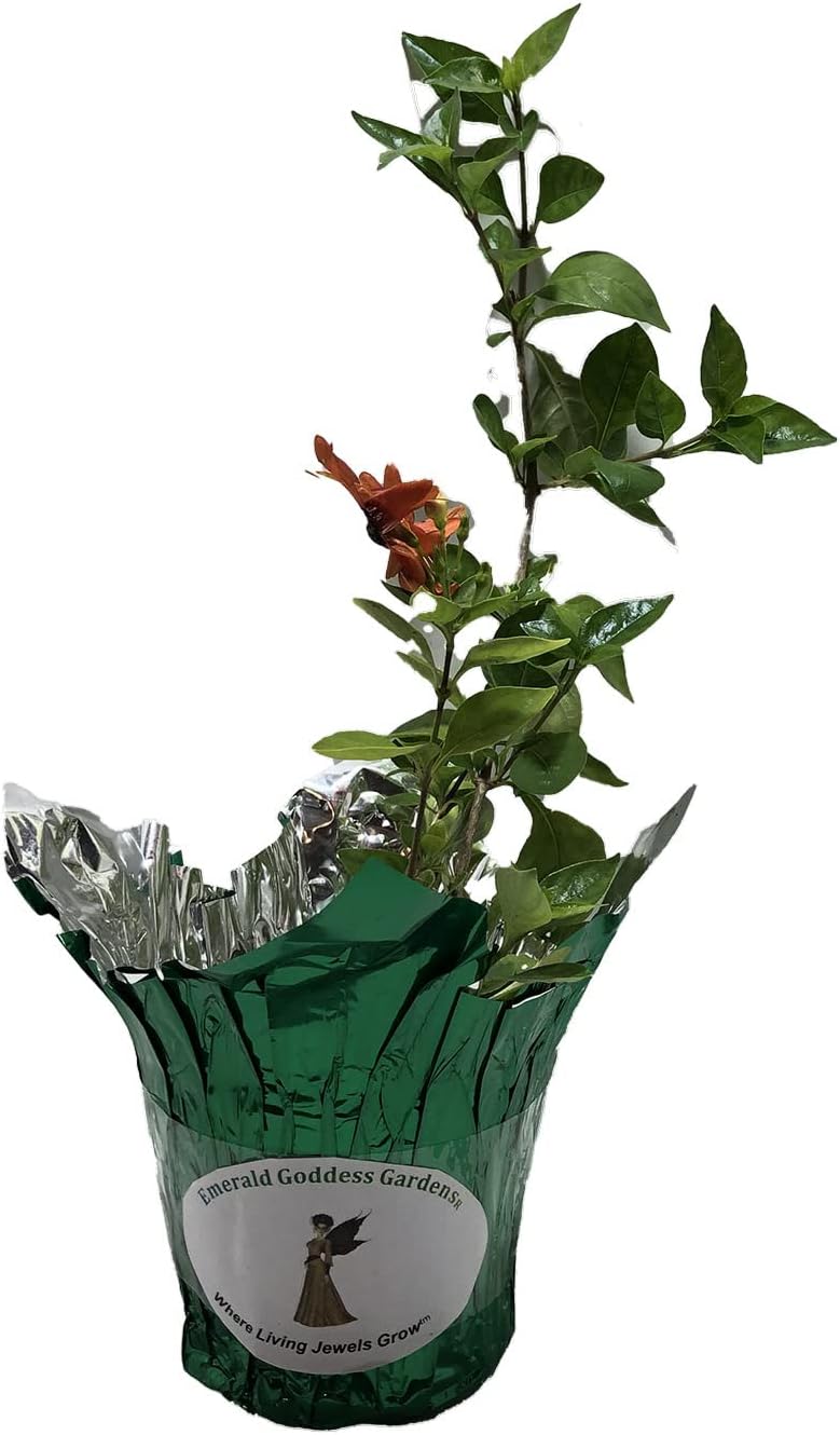 Hummingbird Bush - Ruttya fruitcosa Lindau -Live Tropical Plant - Unusual Bird-Shape Orange Flower - Emerald Goddess Gardens - Starter Sz 4 Inch Pot