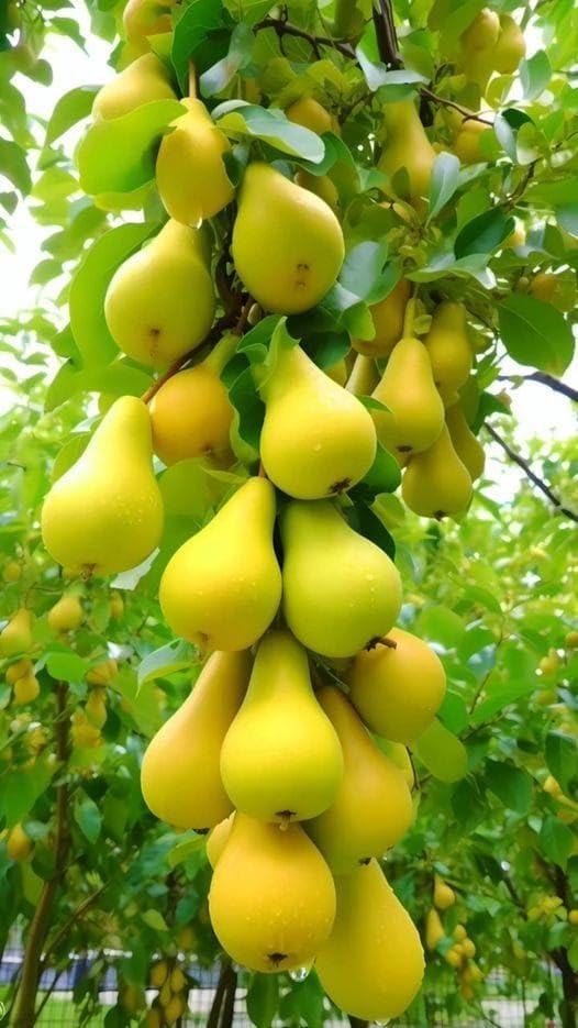 GreenWorld Special Sweet & Rare long Nashpati/Pear Fruit Plant,(Pack Of 1) Grafted Healthy Live Plant