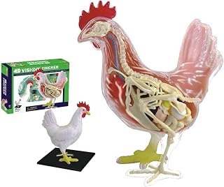 Chicken Anatomy Model, 4D Chicken Skeleton Specimen Model Animal Anatomical Teaching Model, DIY Puzzle Assembly Animal Anatomy Model Kit