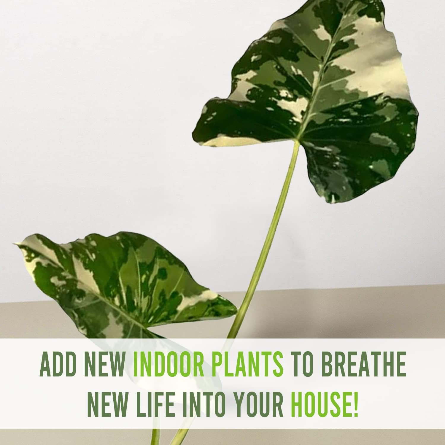LEAL PLANTS ECUADOR Alocasia Macrorrhiza Variegated, Live House Plant| Alocasia Live Plant, Variegated Live houseplant| Rare Indoor Plants, Perfect for Home Decor, Unique Gift for Plant Lover