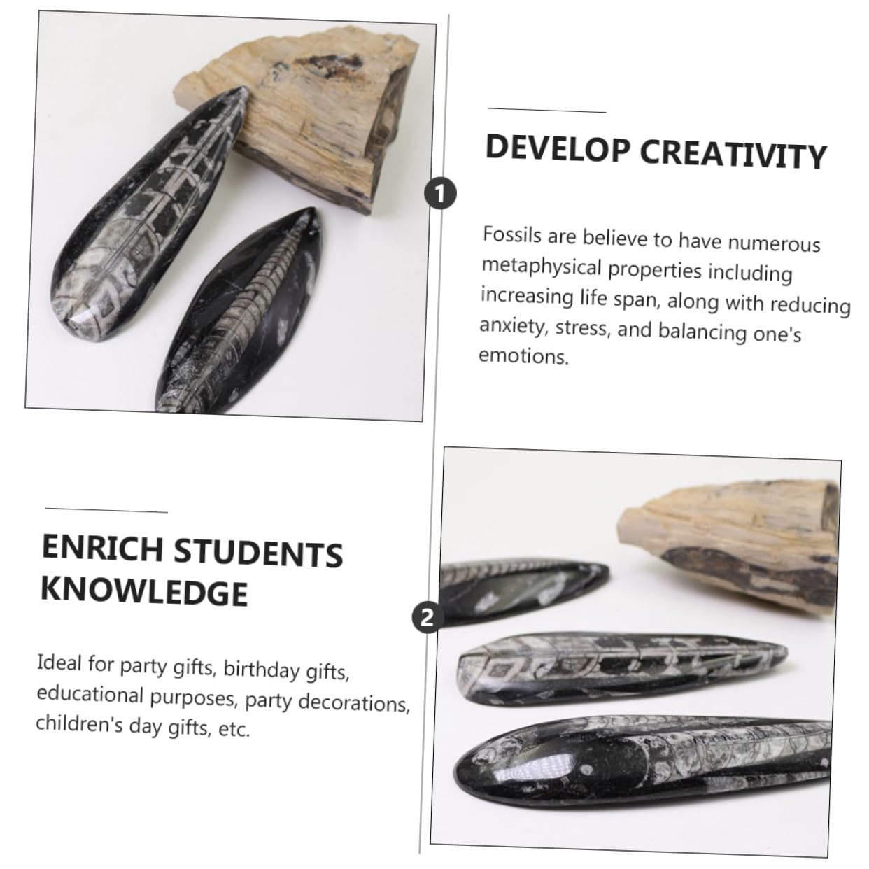 Mipcase Modelo de Simulación de Fósil Paleontológico Orthoceras de Gran Tamaño en Mineral Negro para Enseñanza y Decoración Educativa en Aulas