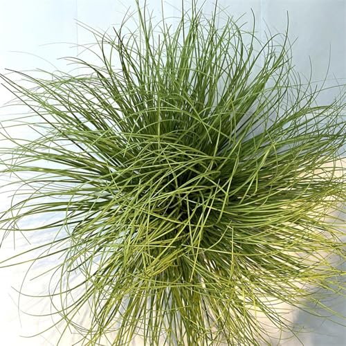 20 piante artificiali alte cipolle erba 50,8 cm, verde resistente ai raggi UV, per esterni, piante finte per casa, interni ed esterni, arbusti finti fiori, vaso per camera da letto, fioriere