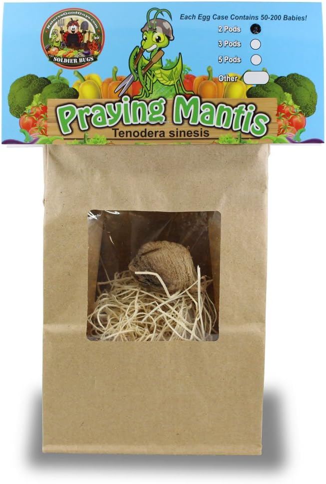 Praying Mantis 2 Egg Cases 100 - 400 Babies with Hirt's Hatching Habitat