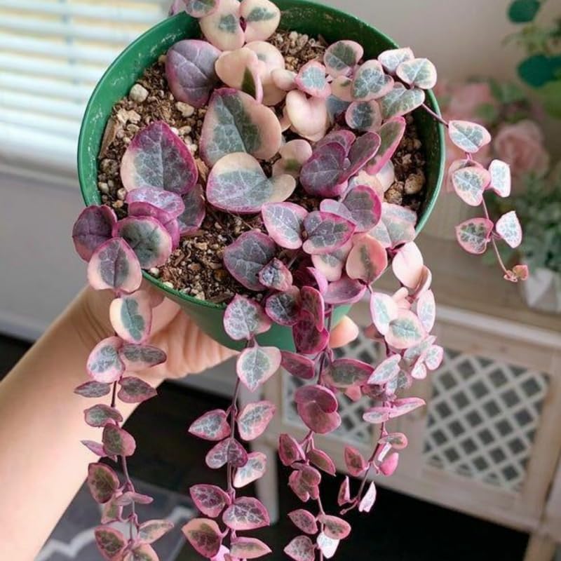 Amazon.com : Variegated String of Hearts Plant Live, Pink String of Heart  Plant 2.5 Inches Pot, Live Plant Indoor String of Hearts : Patio, Lawn &  Garden