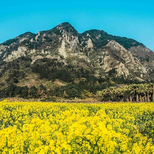 Ep 07: The Oreums of Jeju | Jeju Essentials