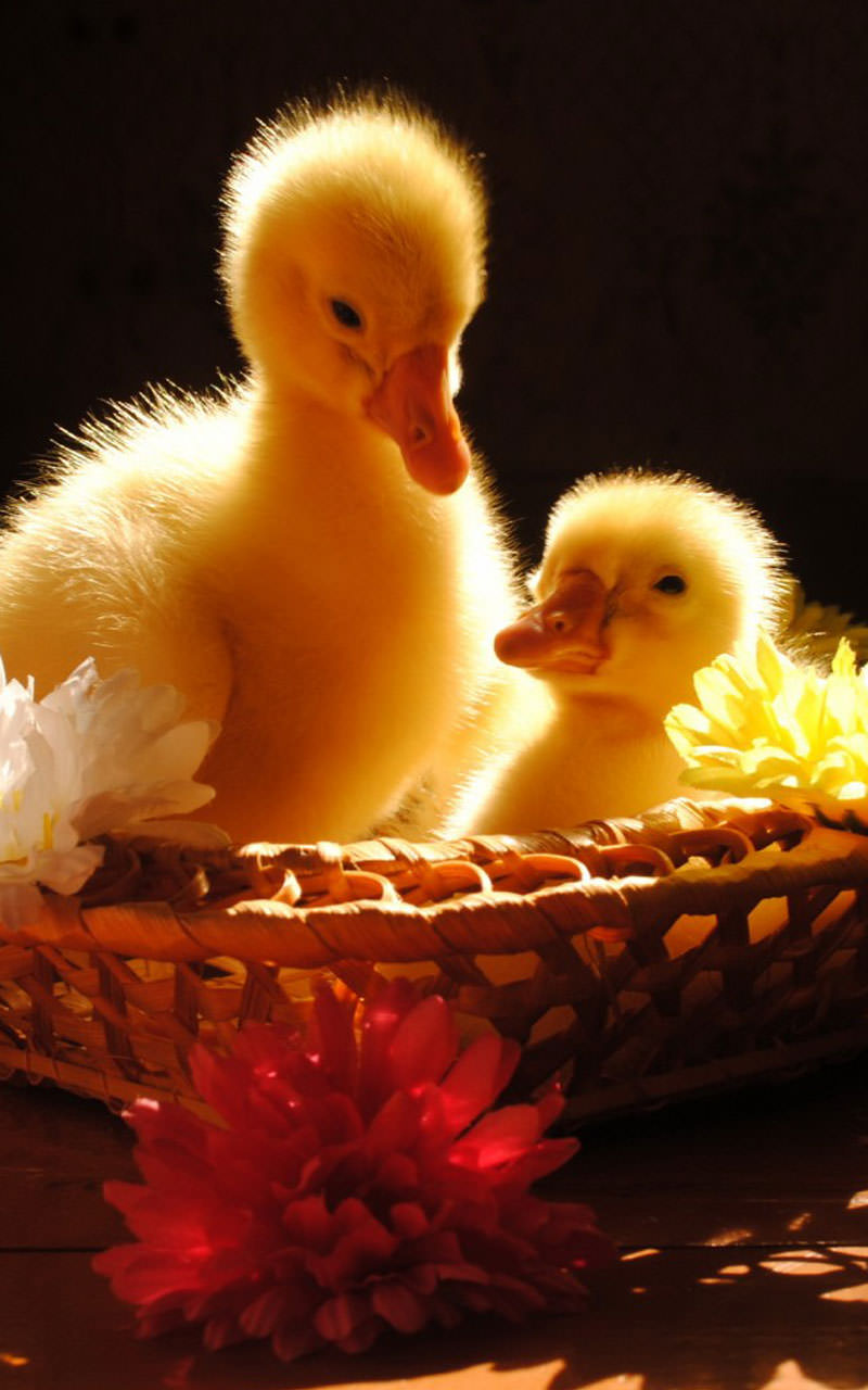 Aplicación Cute Animals Live Wallpaper en Amazon Appstore