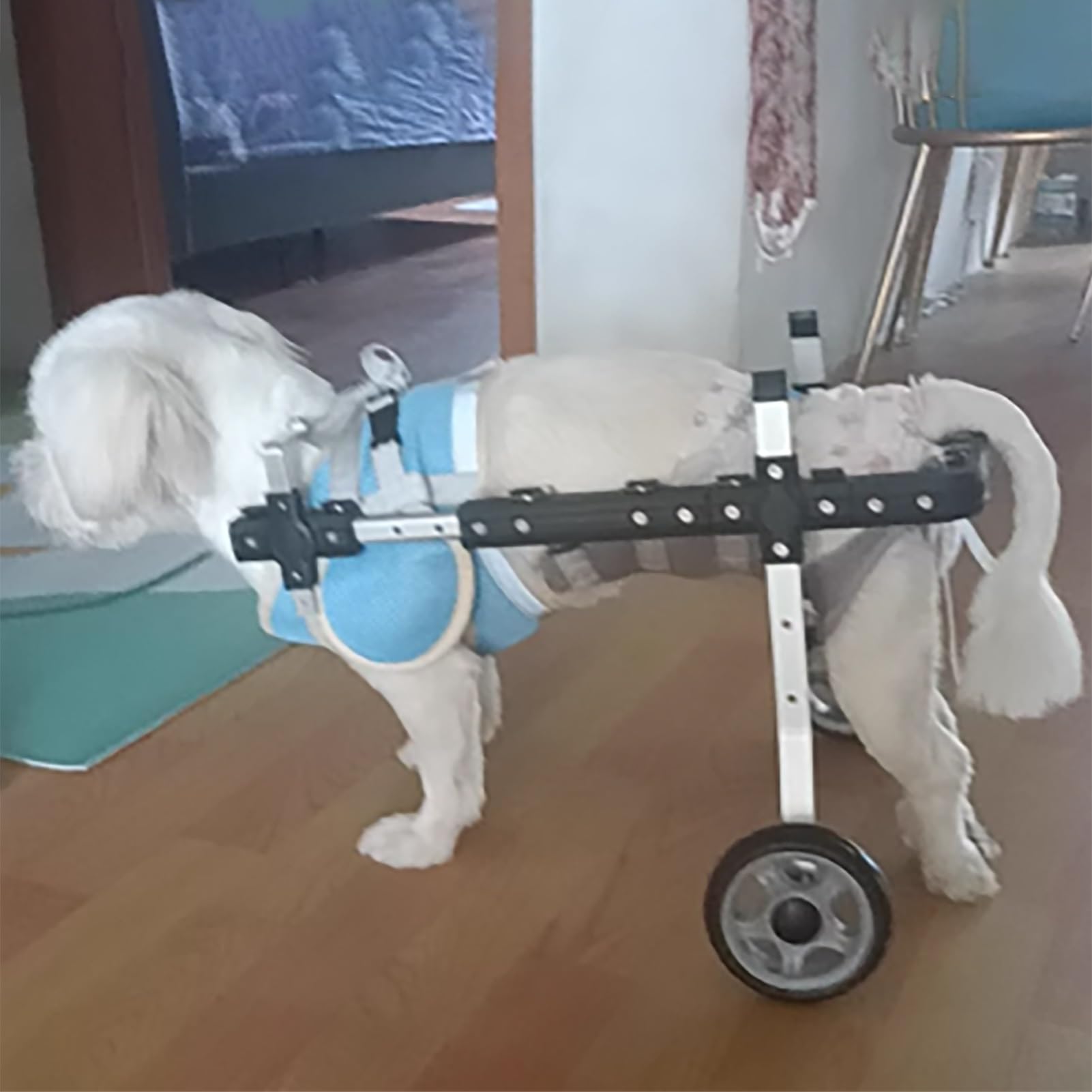 Wózek rehabilitacyjny dla psów, urządzenie wspomagające zwierząt, dwukołowy wózek inwalidzki i kotów, samochód z wspomaganiem mobilności niepełnosprawnych(XS)