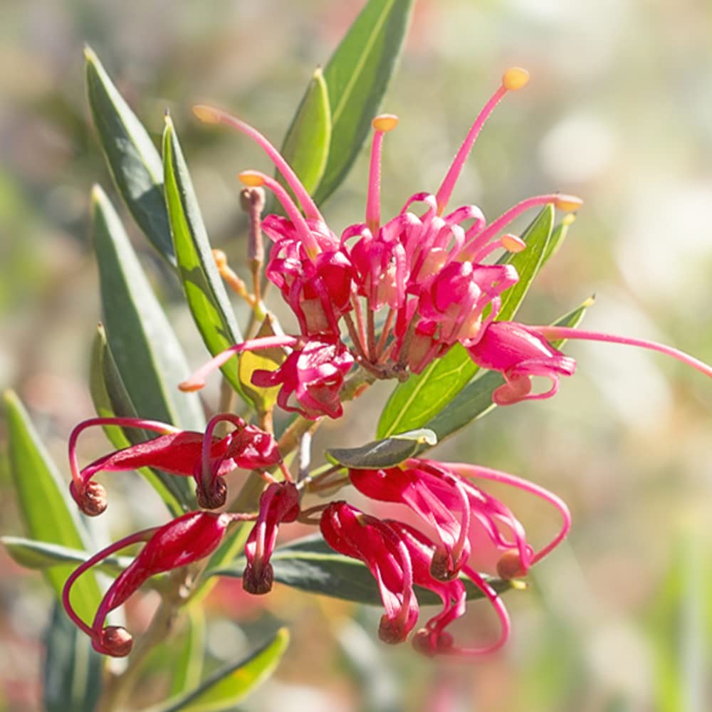 Amazon.co.jp: グレビレア・スプレンダー 7号鉢大苗【品種で