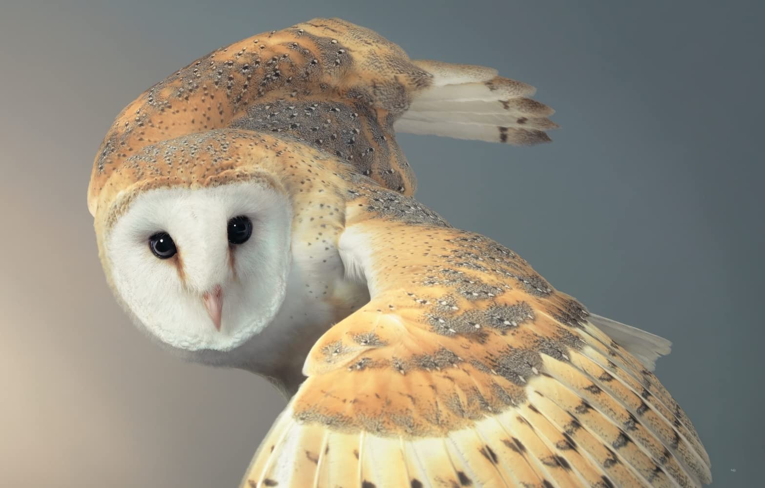 Vögel: Eine fotografische Liebeserklärung in Porträts. Foto-Bildband Vögel der Welt. Wissensbuch des Jahres 2022