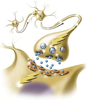 A nerve synapse showing the release of neurotransmitters Poster Print by TriFocal CommunicationsStocktrek Images (13 x 14)