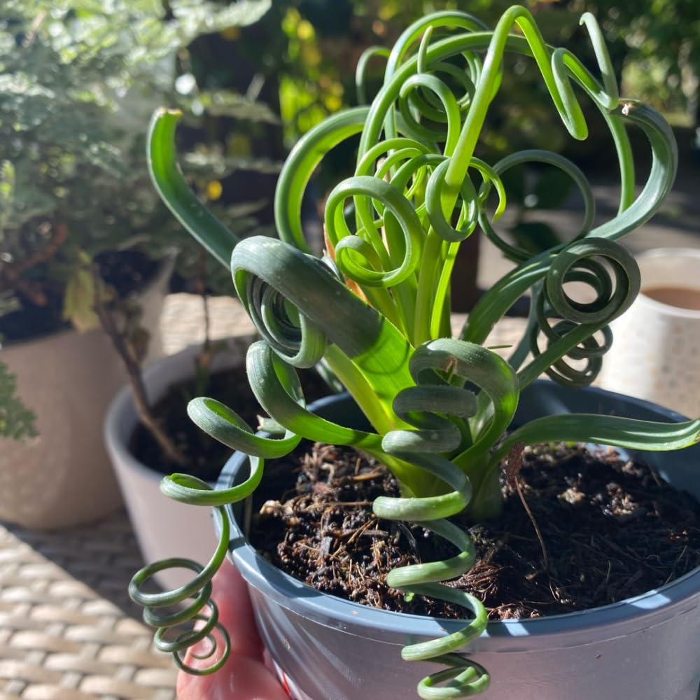 peperomia succulent plant Peperomia ferreyrae