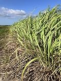 Lemongrass - 13 Fresh stalks from Tree Tropical