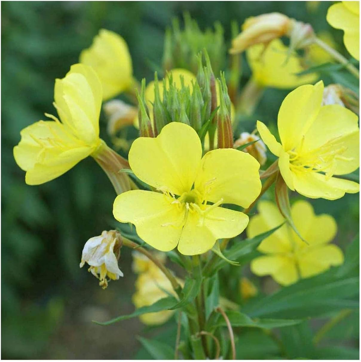 Everwilde Farms - 1 Lb Common Evening Primrose Wildflower Seeds - Gold Vault