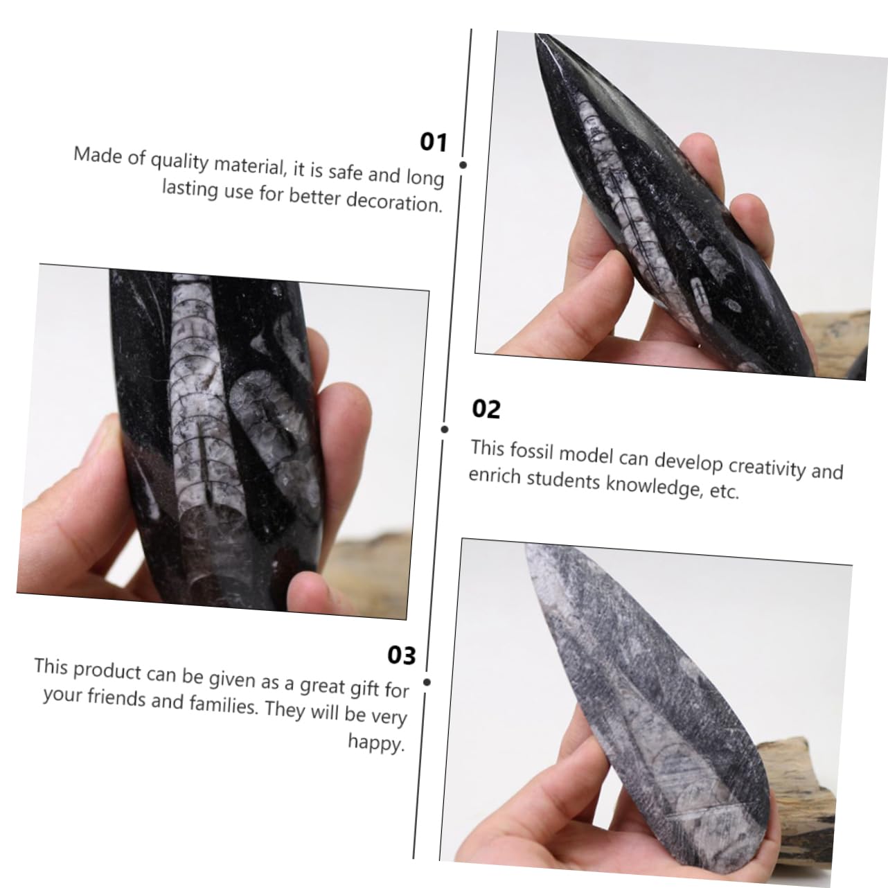 ibasenice Campione Fossile Orthoceras Naturale Paleo-oceano, Decorazione da Tavolo Educativa per Ragazzo Ragazza, Materiale Didattico Scientifico per Studio e Collezione