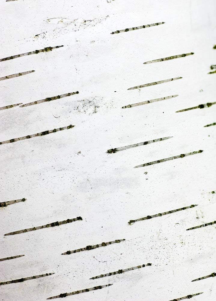 Birch Bark - UW Arboretum, Madison, Wisconsin Photograph