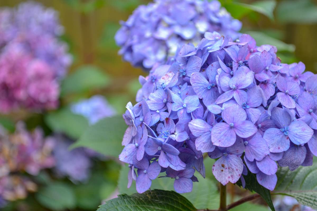 花卉圖 Amazon.com: 藍色粉紅色繡球花灌木植物樹活灌木,繡球花活植物