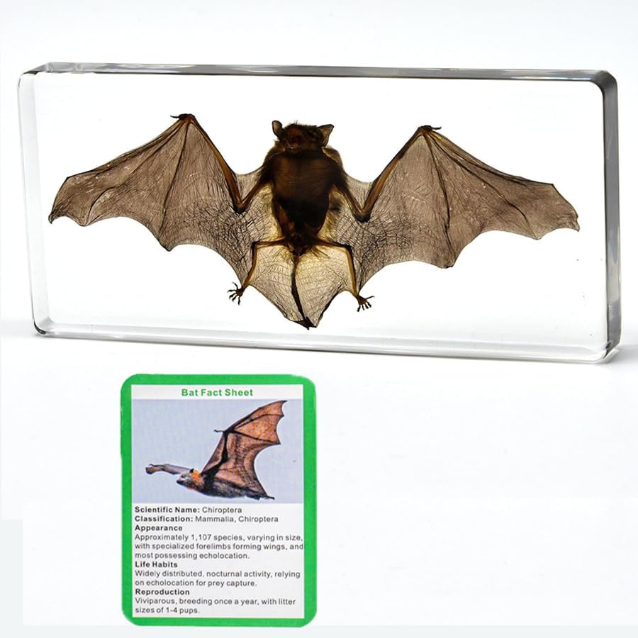 Bat Specimen,Resin Taxidermy Animal Specimens,Framed Bat Decoration for Educational Displays,Taxidermy Enthusiasts, Oddities Collectors,Science Education (160 * 78 * 20cm)