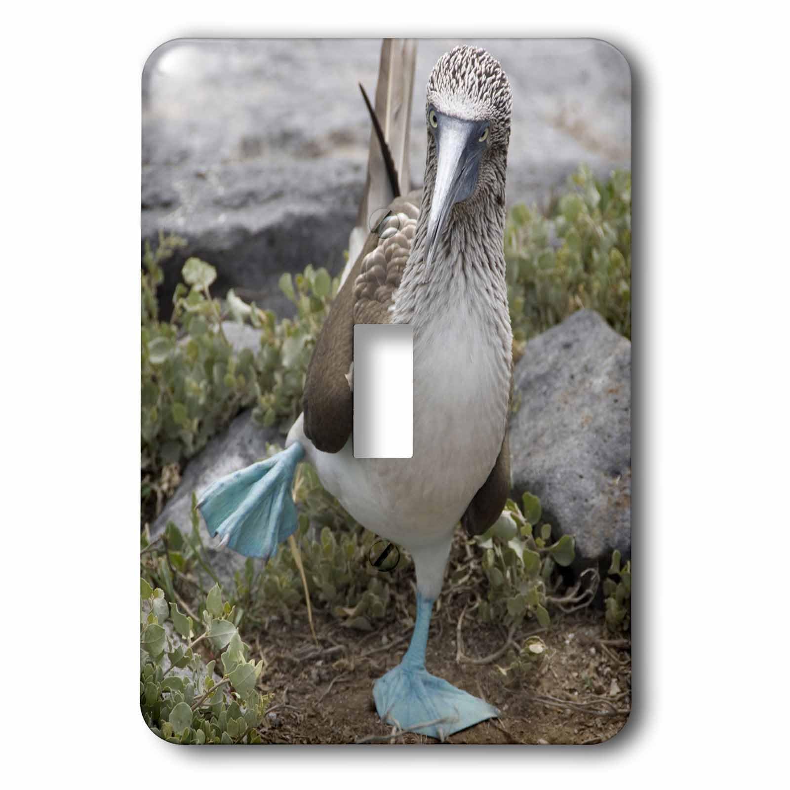 Interrupteur simple à bascule haut de gamme Booby Sa07 Cmi0902 Cindy Miller Hopkins 3dRose