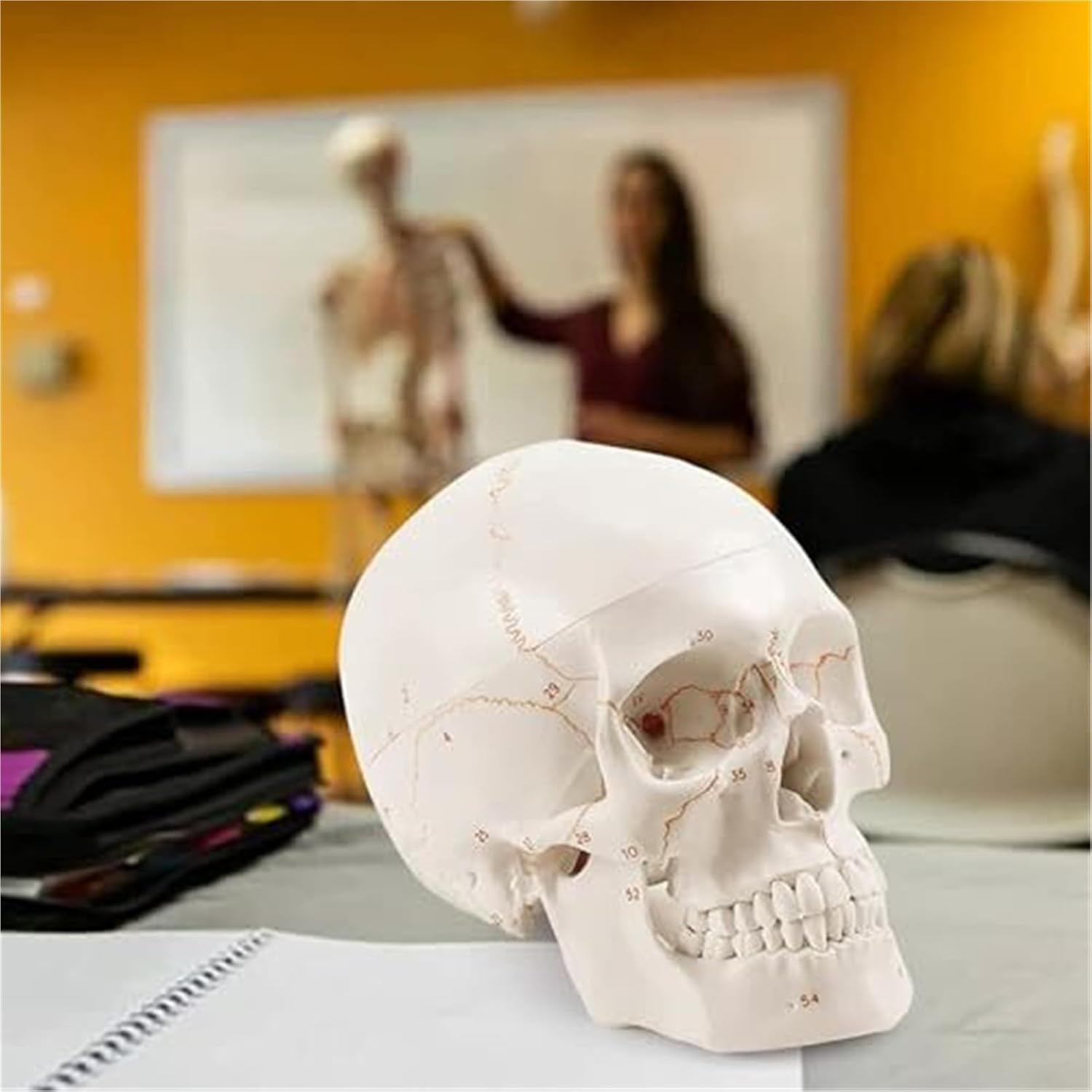 Anatomical Human Skull Model, Detachable Medical Model 3-Part, 54 Numbered, Life Size