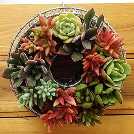 Amazon Co Jp 多肉植物 リース 多肉植物を10本植え込みしたオリジナルリース リースを崩して寄せ植えにも 長く楽しめるからとってもお得 ホーム キッチン