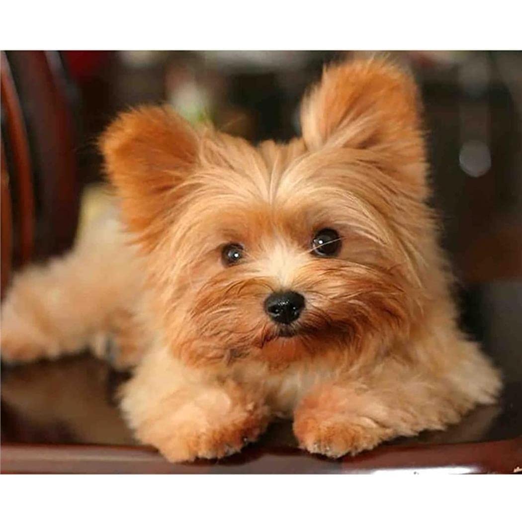 5D Diamant-Malerei Set – Yorkshire Terrier Design, 30x40 Cm, Inkl. Zubehör Für Erwachsene