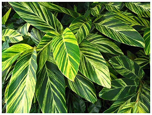 Professional Nursery Grade Ginger Fertilizer 4 LB 6 Month Slow Release Alpinia Costus Zingiber Hedychium Curcuma Plant Food