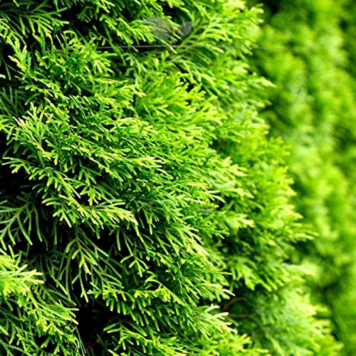 Gardline - Lebensbaum Thuja Smaragd 180-200 cm. Angebot: 3-150 Koniferen.  Thuja: BESTSELLER - 8 St. (ca. 4 Meter) : Amazon.de: Garten