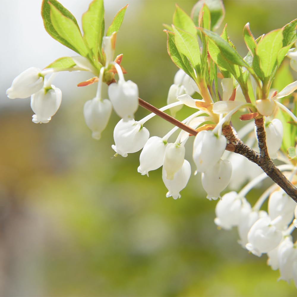 Amazon.co.jp: ITANSE ドウダンツツジ 白花 5号 1個売り 花木苗