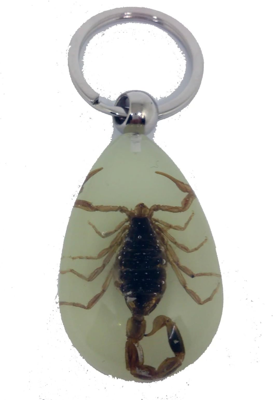 Yahony Lucite Keyring Keychain Clear Real Insect Jewelry Taxidermy